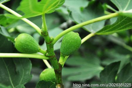 无花果白汁功效与作用 无花果树叶的白汁治疗白癜风效果很好