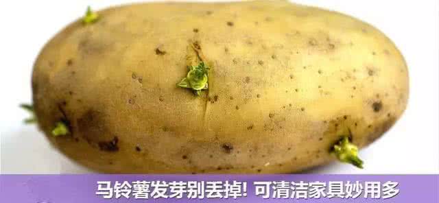 发芽的马铃薯含有较多 长芽的马铃薯不能吃,但是有令人惊讶的用途哦!