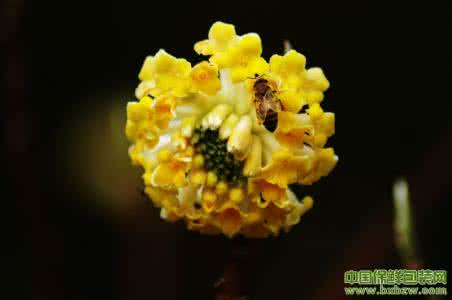 种植与养殖结合生态园 结香的种植方法 结香的养殖方法