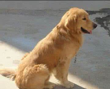 五个月金毛犬图片 五个月金毛犬如何喂养?