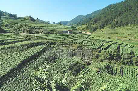 2016年蔬菜种植面积 新建区蔬菜种植面积 蔬菜种植基地新建项目申报书