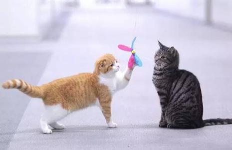 在猫妈妈面前弄死小猫 小猫在瓶子里自嗨,一旁的猫妈妈的反应让人...