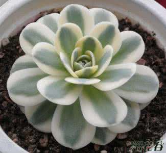 多肉植物富士 多肉植物养护 富士多肉植物的养护心得