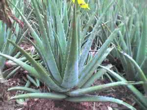 库拉索芦荟胶美白吗 库拉索芦荟怎样分枝？