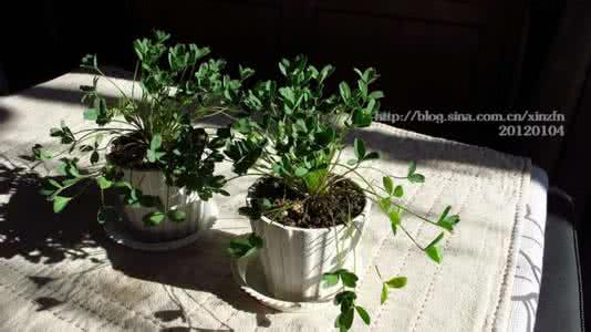 红花酢浆草种植方法 酢浆草种植方法 酢浆草种球保存方法
