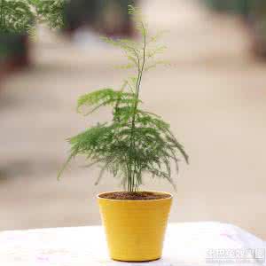 文竹盆景图片大全欣赏 文竹盆景 文竹盆景美图欣赏 文竹盆景如何栽培