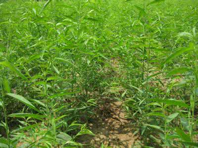 毛桃种子播种育苗技术 毛桃怎么育苗？