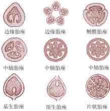中轴胎座 中轴胎座式