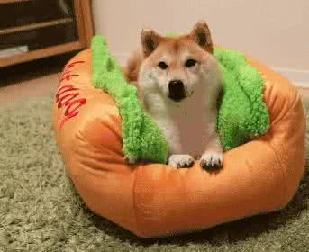 热狗王kingsdog官网 柴犬牌热狗~好棒的一个hot dog啊啊啊!