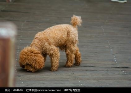狗能吃白萝卜吗 泰迪能吃白萝卜吗 泰迪狗可以吃白萝卜吗?