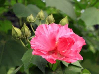 盆栽芙蓉花的养殖方法 芙蓉花怎么养 盆栽木芙蓉的养殖养护方法
