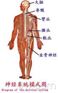 神经系统影像解剖图谱 神经系统图谱大全，这样学想不考满分都难！