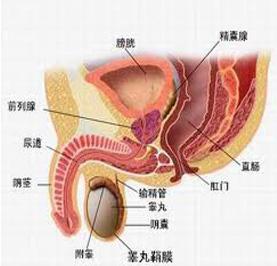 前列腺炎的并发症 前列腺炎的并发症 成人拉肚子的并发症