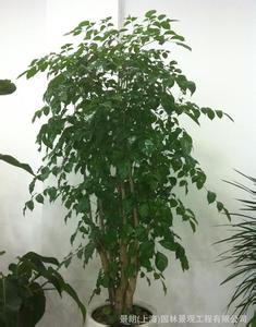 植物幸福树 植物幸福树 “幸福树”是指哪种植物