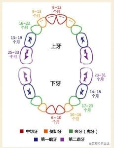 乳牙萌出时间及顺序 图解:乳牙萌出顺序及时间