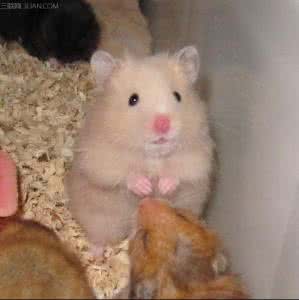 西施熊 西施熊有什么特征