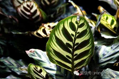 竹芋品种 今天我们观叶，竹芋品种这么多？已看蒙了