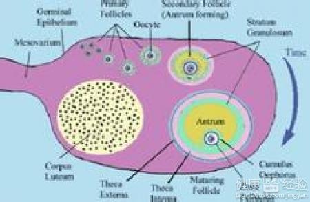 卵泡发育不好的原因 卵泡发育不正常是什么原因引起的？