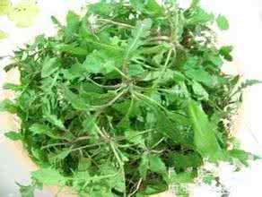 野荠菜根的功效与作用 荠菜根的功效与作用