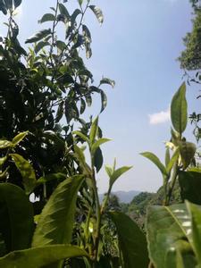 春雨染绿了世界而 茶瓣赋绿,恋春雨