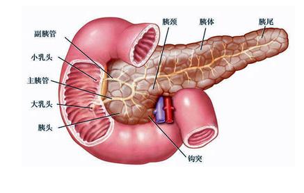 慢性胰腺炎的常见症状 胰腺的常见病症 慢性胰腺炎治疗原则