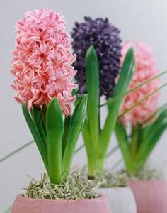 养花秘诀 养花秘诀 花为什么养不活的真相，老园丁告诉你养花秘诀