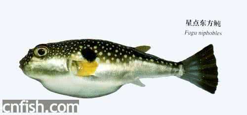 星点东方鲀能吃吗 星点东方鲀
