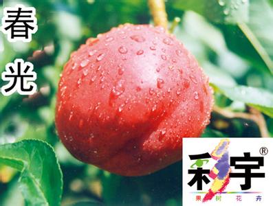 山东春光油桃哪里有 油桃的品种之锦霞、春光