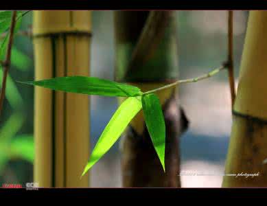 竹叶小船 读完竹叶小船这篇文章 你掉发掉的心惊胆战，请把这篇文章看完