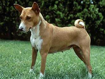 巴仙吉犬 巴仙吉犬 巴仙吉犬能长多大