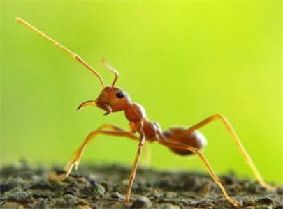 衣柜防蟑螂小妙方 驱赶蟑螂、蚂蚁、蚊子的妙方,太妙了!