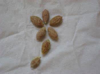 误吞枣核小妙招 枣核小外搭