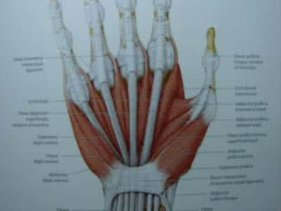 手指肌腱断裂怎么办 手指肌腱断裂 手指肌腱断裂是什么原因