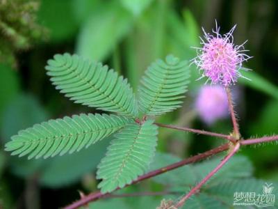 含羞草害羞的原因 含羞草害羞的原因 含羞草为什么会害羞 含羞草害羞的原因