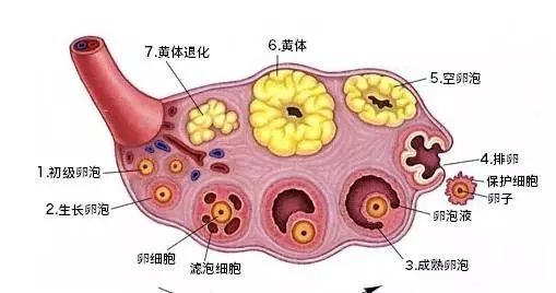 卵泡多大可以受孕 女性卵泡多大可以受孕