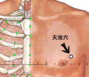 天池穴——女性宝穴 天池穴—女性的抗癌穴、女性的长寿穴、女性的快乐穴