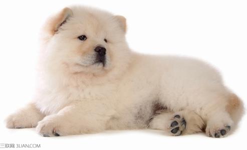 小狗来月经注意什么 小狗来月经怎么办需要注意哪些问题？