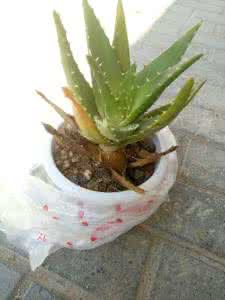 芦荟叶子发黄怎么办 芦荟的叶子发黄 【芦荟叶子发黄怎么办】芦荟怎么养好