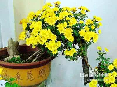 盆栽花卉种类 菊花种类名称及图片 家庭花卉盆栽菊花的养护方法