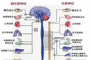 植物神经功能障碍 植物神经功能障碍 植物功能障碍吃什么药？