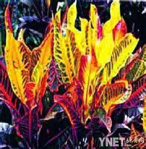 促癌物质 52种含有促癌物质花草大揭晓(组图)