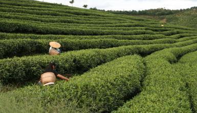 布朗山普洱茶特点口感 19大普洱茶山的特色与口感
