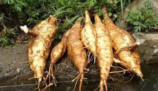 鸡吃杂草吗 古人见过白人吗 你见过的这些杂草,古人用它“谈情说爱”