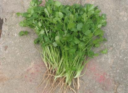 保护大脑 【吃香菜，保护大脑】