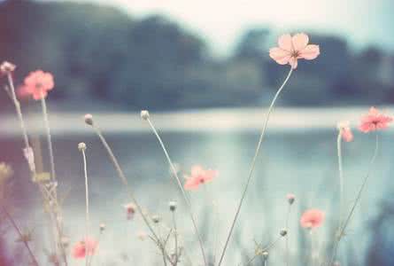 女人微信头像花朵图片 【美文欣赏】如花朵般去等待的女人们