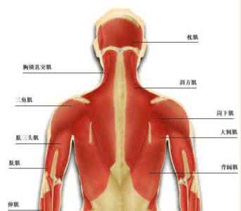 人体骨骼肌肉结构图 人体常识：人体肌肉肌连接歌诀