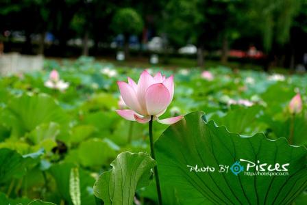 彼泽之陂 有蒲菡萏 彼泽清陂 菡萏悠悠（美文）