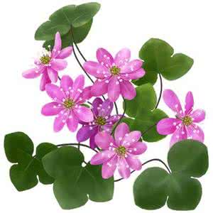 代表友谊的植物 什么植物代表友谊？