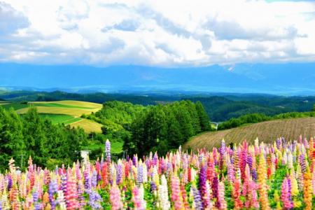 北海道什么季节去最好 去北海道最好的季节 北海道什么时候去最好？