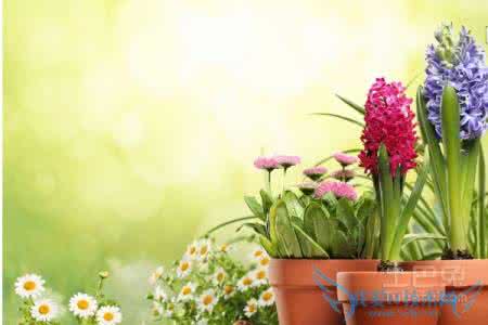 花卉管理与养护 夏季 | 露养花卉该如何管理